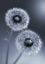 Pusteblumen